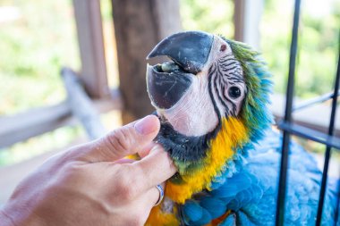 Genç papağan dokunduğum elimle sevecen ve evcildi..