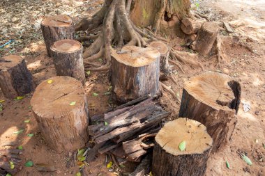 Çalışmak için kesilen kütüklerin kabukları kalındır..
