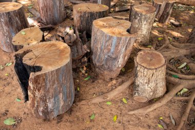 Çalışmak için kesilen kütüklerin kabukları kalındır..
