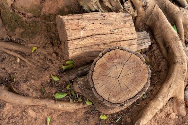 Çalışmak için kesilen kütüklerin kabukları kalındır..