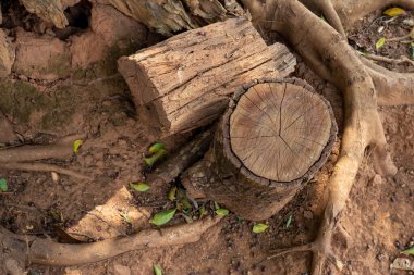 Çalışmak için kesilen kütüklerin kabukları kalındır..