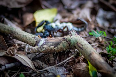 Ormanda büyük siyah bir akrep