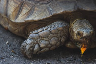 Büyük bir kaplumbağa portakal meyvesi yiyor..