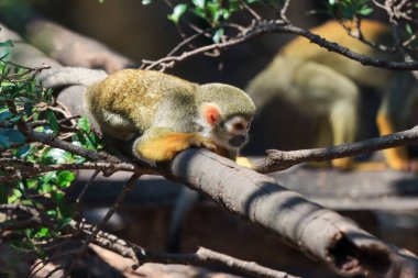 Sincap maymunu, Saimiri oerstedii, ağaç gövdesinde yeşil yapraklarla oturuyor, Corcovado NP, Kosta Rika. Tropik orman bitkilerindeki maymun. Doğadan vahşi yaşam sahnesi. Güzel, sevimli bir hayvan. Amazo 'daki Ekvador ormanındaki sincap maymununa bakın.