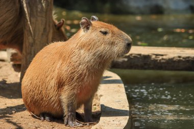 Capybara suya daldı, sıcaktan kaçtı ve yiyecek aradı..