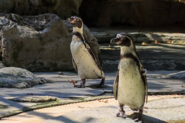 Penguenler suyun altında yüzer ve güneşlenirler.