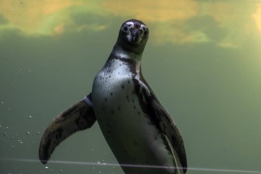 Penguenler suyun altında yüzer ve güneşlenirler.