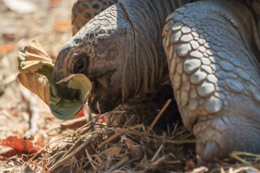 Yazın büyük bir kaplumbağa yaprak yiyor..