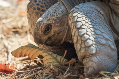 Yazın büyük bir kaplumbağa yaprak yiyor..