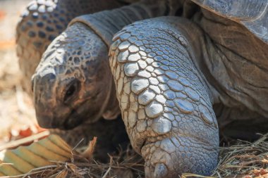 Yazın büyük bir kaplumbağa yaprak yiyor..