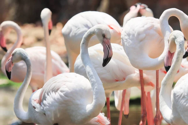 Güzel beyaz ve pembe flamingolar sürülerinin tadını çıkarıyor..