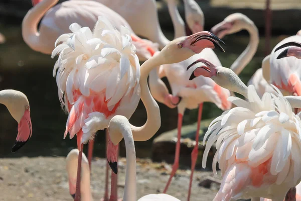 Güzel beyaz ve pembe flamingolar sürülerinin tadını çıkarıyor..