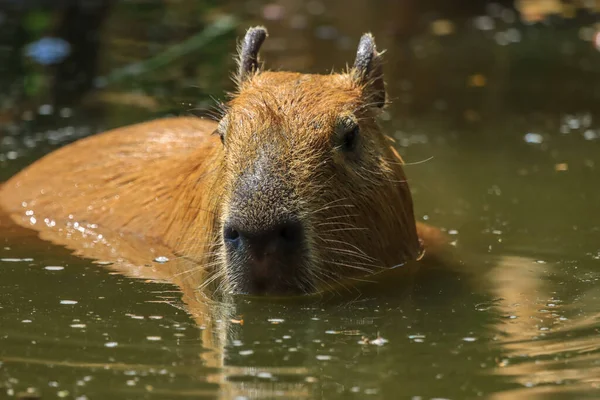 Capybara Var Nedsänkt Vatten Flyr Värmen Och Letar Efter Mat — Stockfoto