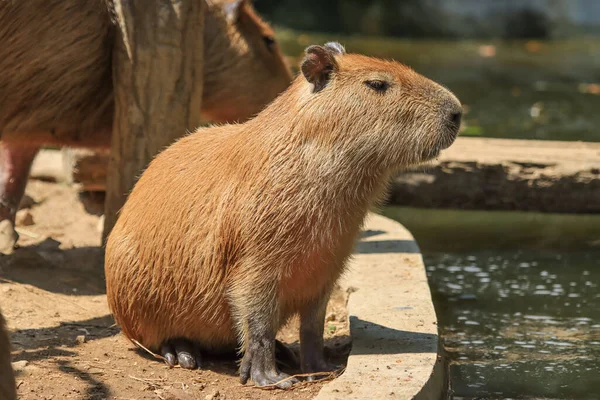 Capybara Var Nedsänkt Vatten Flyr Värmen Och Letar Efter Mat — Stockfoto
