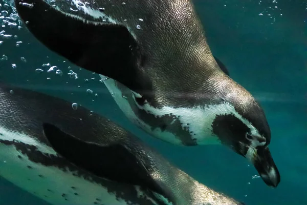 ペンギンは水中を泳ぎ日光浴をします — ストック写真