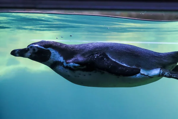 ペンギンは水中を泳ぎ日光浴をします — ストック写真