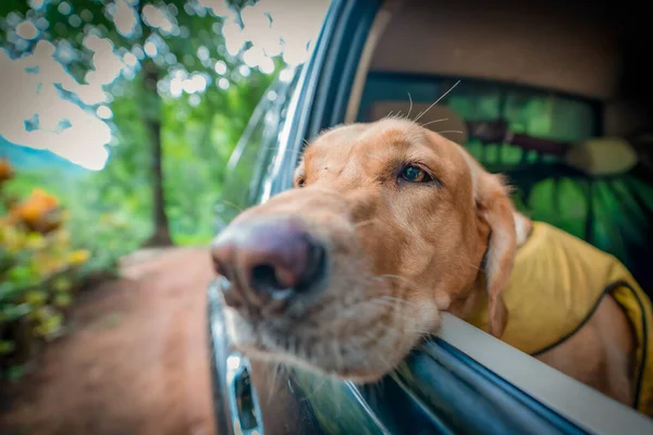 A poor dog with a face is tired of being trapped in a car.