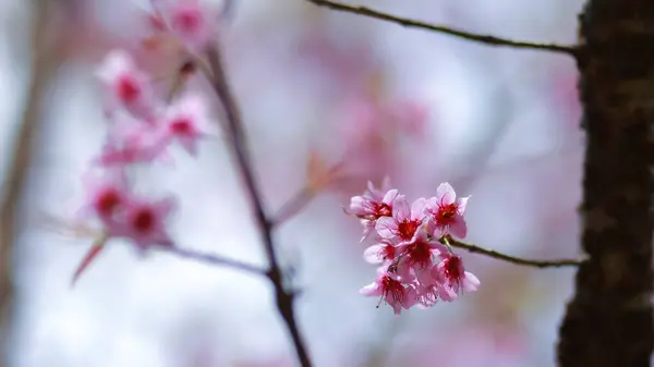 Flores Início Inverno Plena Floração — Fotografia de Stock