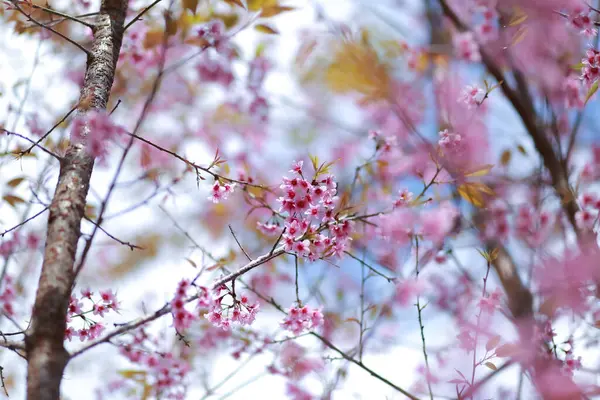 Flores Início Inverno Plena Floração — Fotografia de Stock