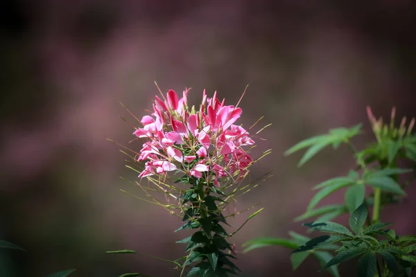 Ранні Зимові Квіти Повному Розквіті — стокове фото