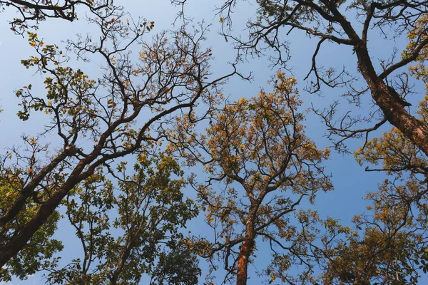 Árboles Verano Con Hojas Caídas Hermoso Patrón Cielo Fondo —  Fotos de Stock