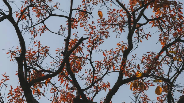 Καλοκαιρινά Δέντρα Φύλλα Που Πέφτουν Όμορφο Μοτίβο Ουρανό Φόντο — Φωτογραφία Αρχείου