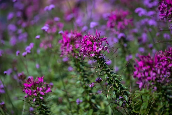 Early Winter Flowers Full Bloom — Stock Photo, Image