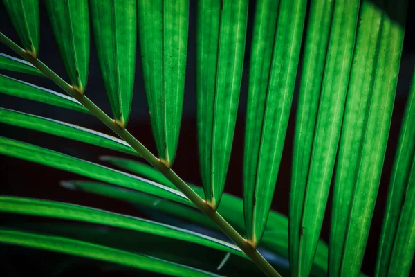 Palmbladeren Zijn Groen Licht Schijnt Tegen Een Zwarte Achtergrond — Stockfoto