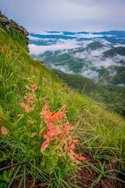 Vista Nebulosa Montanha Vista Panorâmica Pico Montanha Folhas Parecem Refrescantes — Fotografia de Stock