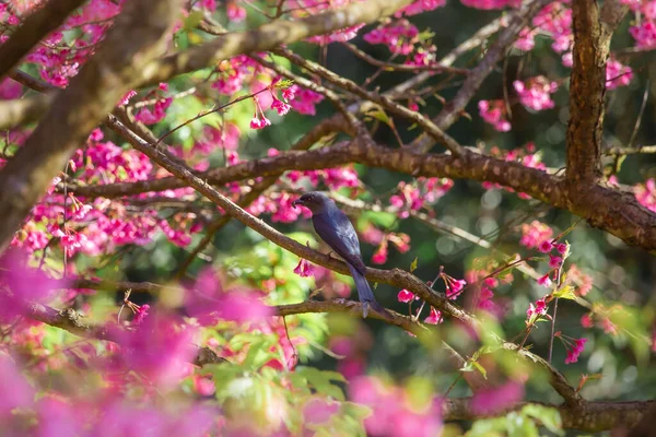 Fleurs Cerisier Rose Petit Oiseau Qui Aime Trouver Nectar Dans — Photo