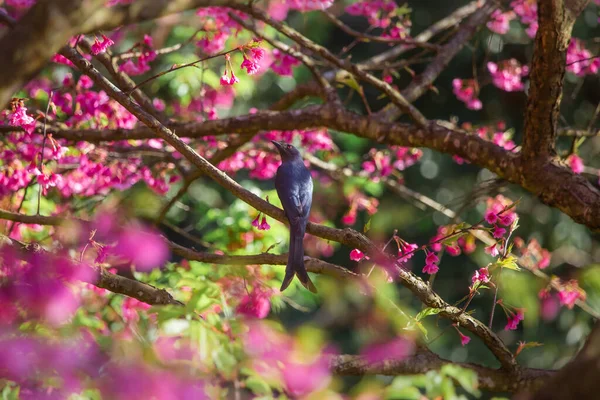 Рожева Вишня Цвіте Маленька Пташка Насолоджується Пошуком Нектару Квітів — стокове фото