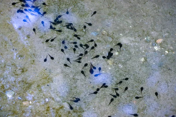 Tadpole Corpos Naturais Água — Fotografia de Stock