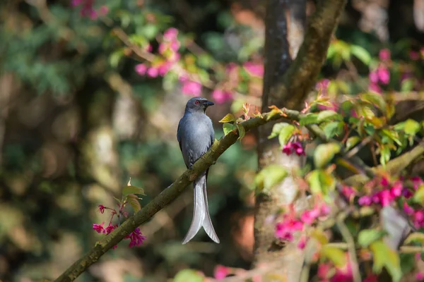 Fleurs Cerisier Rose Petit Oiseau Qui Aime Trouver Nectar Dans — Photo