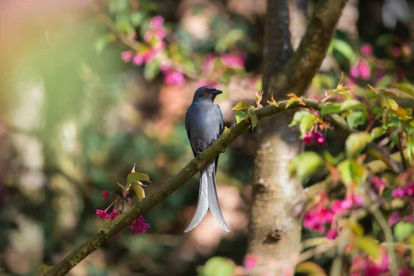 Fleurs Cerisier Rose Petit Oiseau Qui Aime Trouver Nectar Dans — Photo