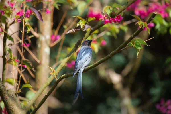 Fleurs Cerisier Rose Petit Oiseau Qui Aime Trouver Nectar Dans — Photo