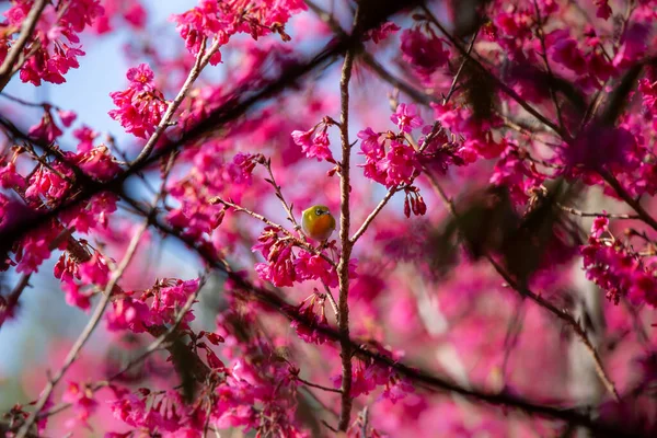 Ροζ Άνθη Κερασιάς Πλήρη Άνθιση Φαίνονται Πυκνά Δίνοντας Μια Αίσθηση — Φωτογραφία Αρχείου