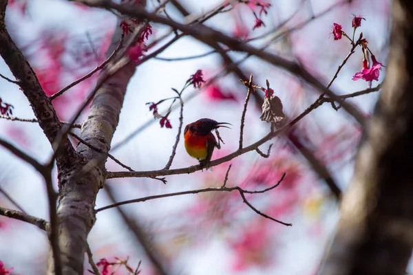 Rosafarbene Kirschblüten Ein Kleiner Vogel Genießt Nektar Aus Blumen Finden — Stockfoto