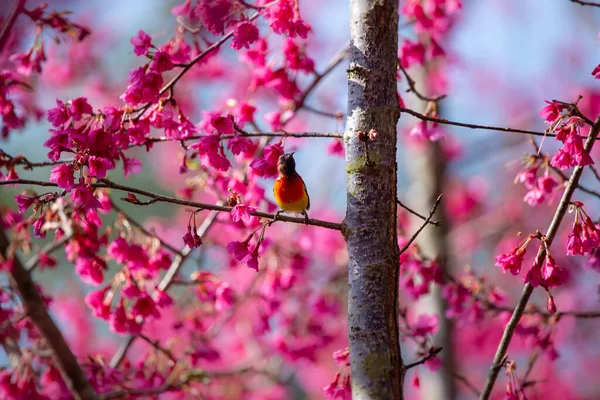 Růžové Květy Třešní Malý Ptáček Užívá Nalezení Nektaru Květin — Stock fotografie