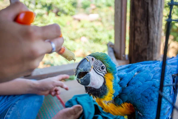 Young Macaw Feeding Syringe Blue Yellow Macaw Hand Fed Food — Stock Photo, Image