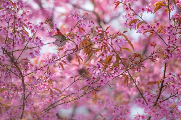 Flores Cereja Rosa Passarinho Que Gosta Encontrar Néctar Flores — Fotografia de Stock