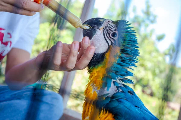 Young Macaw Feeding Syringe Blue Yellow Macaw Hand Fed Food — Stock Photo, Image