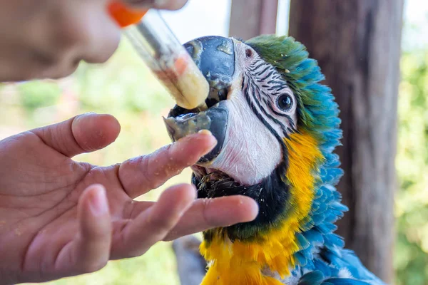 Young Macaw Feeding Syringe Blue Yellow Macaw Hand Fed Food — Stock Photo, Image