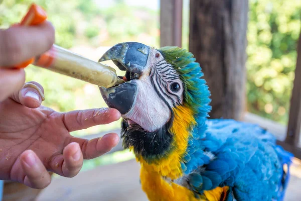 Genç bir papağan şırıngayı besliyor. Mavi-sarı papağan elle besleniyor aç papağanlar