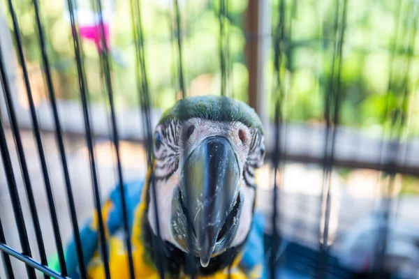 Young Macaw Loving Tamed Touched Hand — Stock Photo, Image
