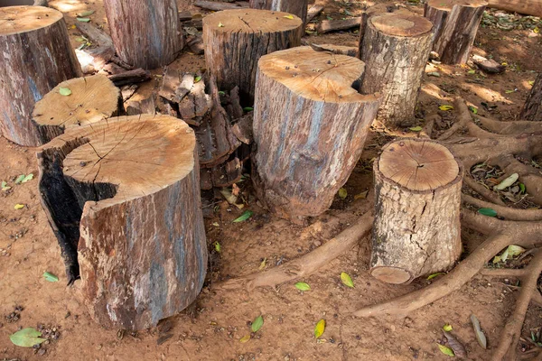 Çalışmak için kesilen kütüklerin kabukları kalındır..