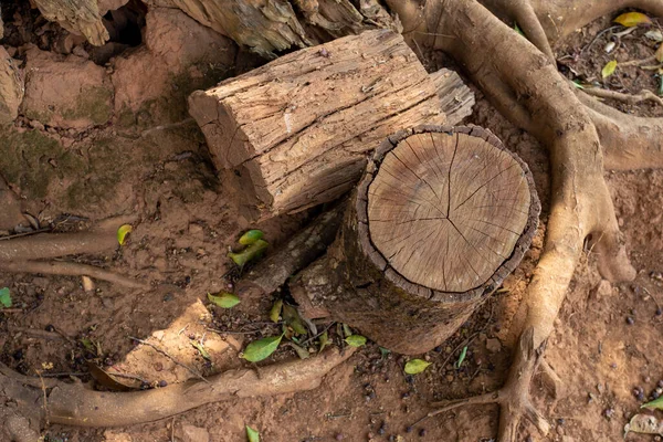 Çalışmak için kesilen kütüklerin kabukları kalındır..