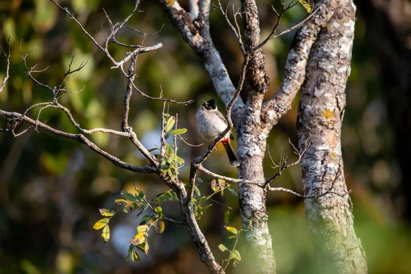 Oiseau Mignon Dans Forêt — Photo