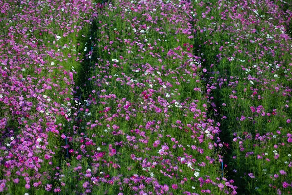 Early Winter Flowers Full Bloom — Stock Photo, Image