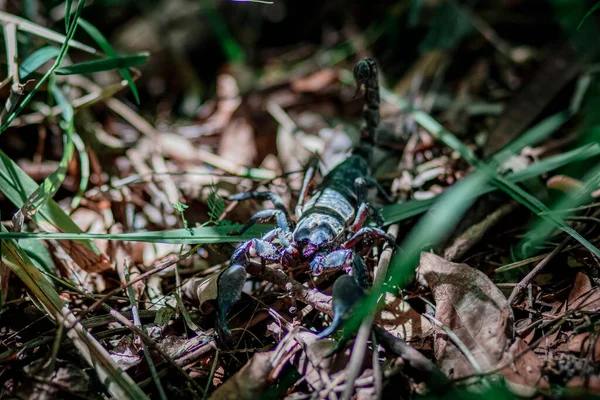 森の中の大きな黒いサソリ — ストック写真