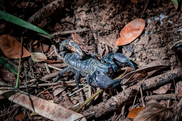 Большой Чёрный Скорпион Лесу — стоковое фото